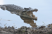 Národní park Cienaga de Zapata + Guamá + Playa Giron